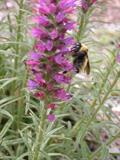Echium amoenum